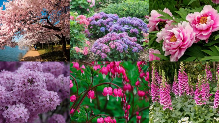 20 Pretty Pink and White Plants That Belong in Your Garden