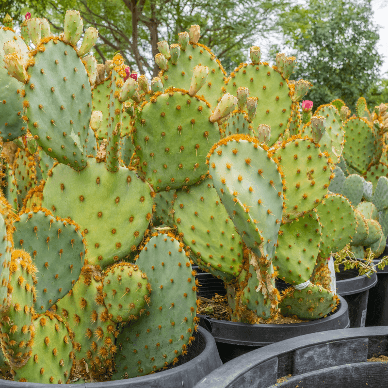 Prickly Pear Cactus