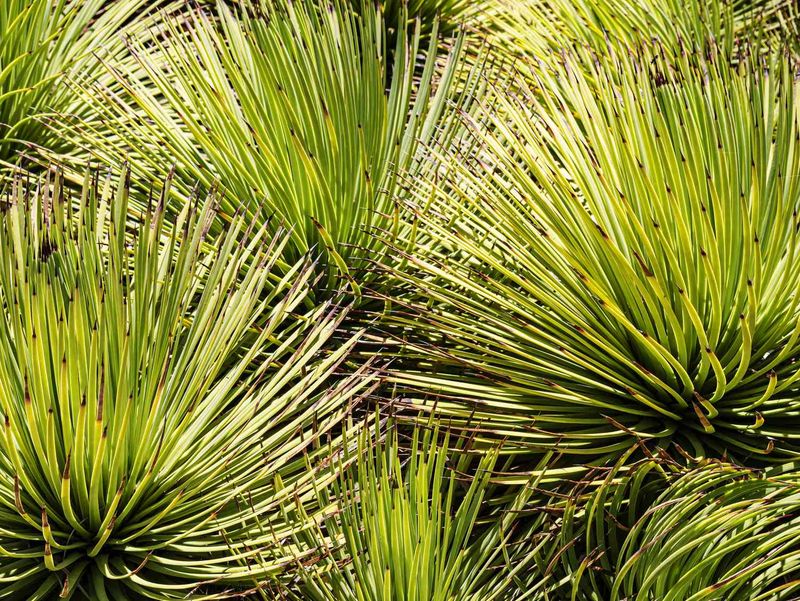 Prickly Plants