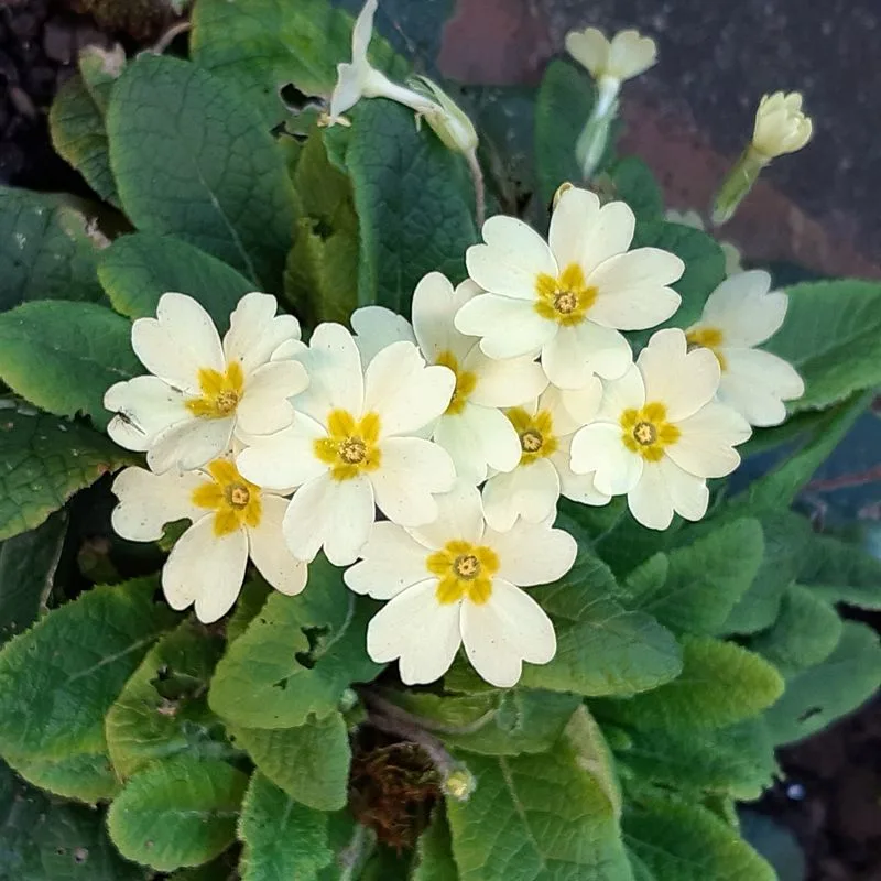 Primroses