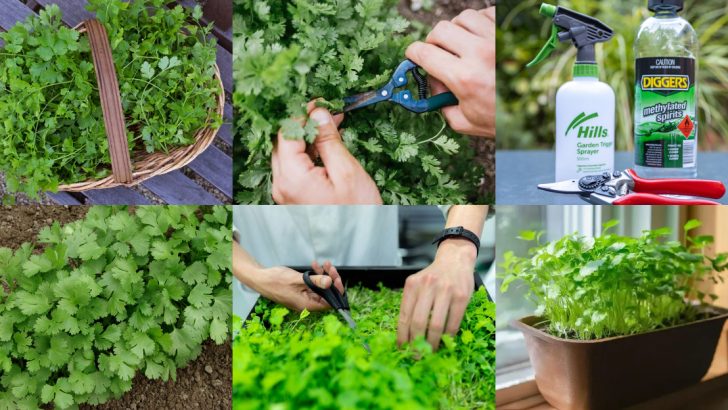 11 Pro Tips to Prune Cilantro Without Damaging Your Plant