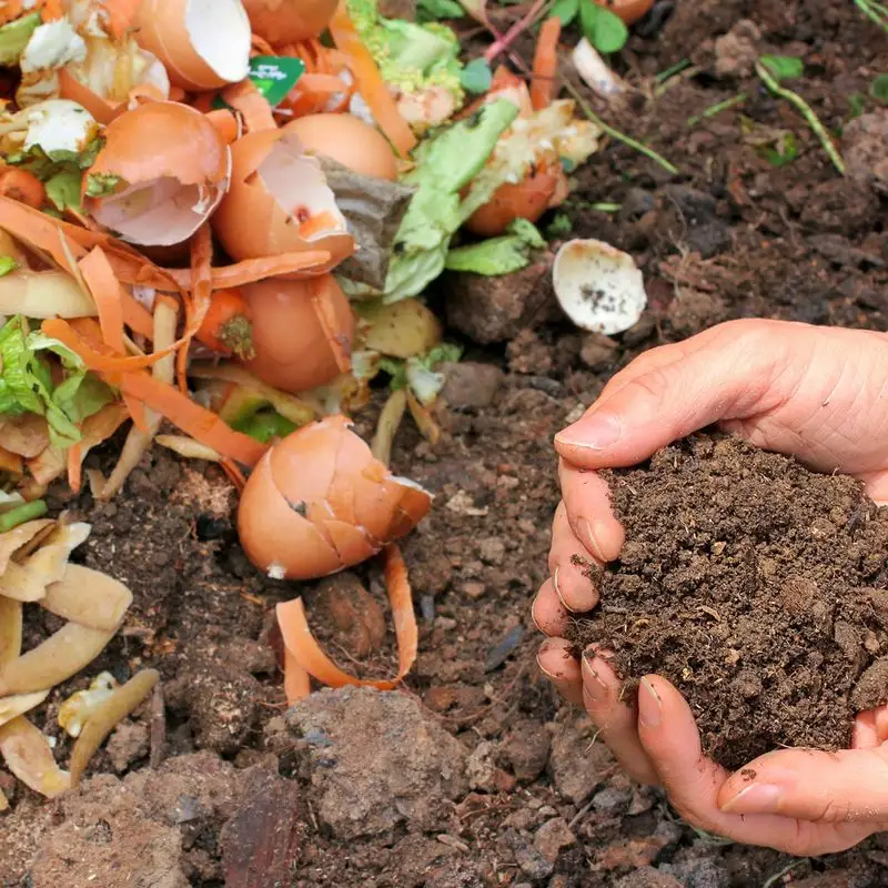 Promotes Healthy Plant Growth