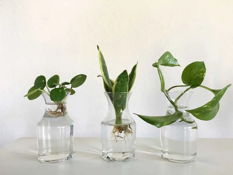 Propagate New Plants