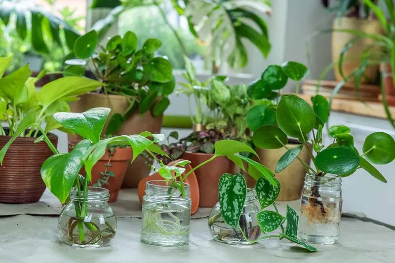 Propagate Plants from Cuttings