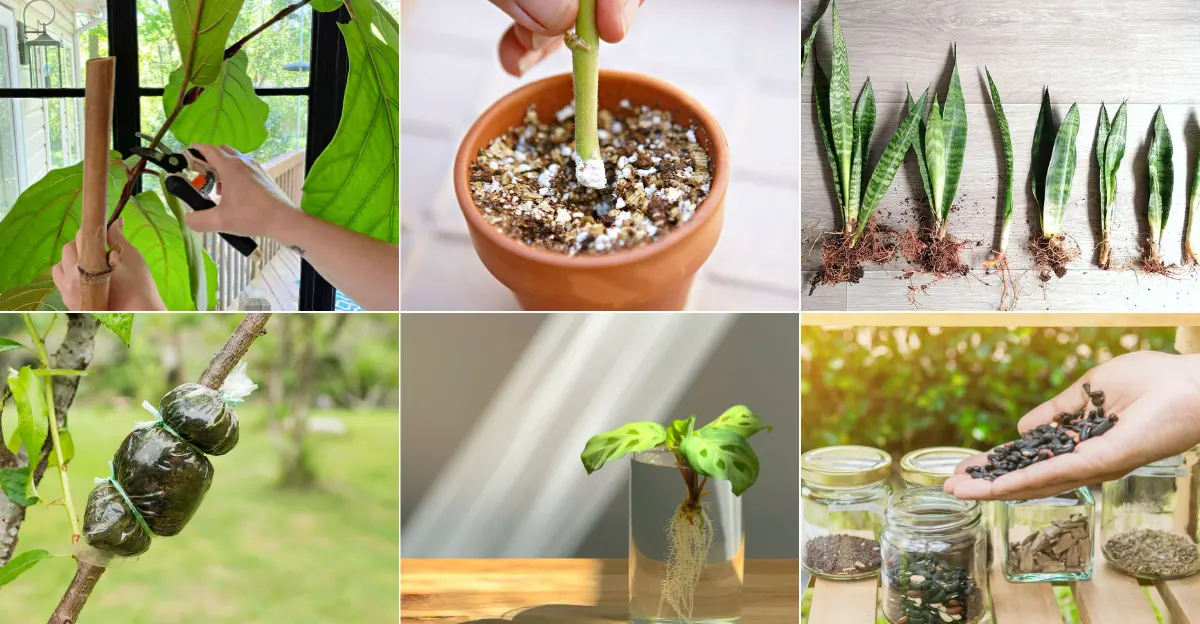 Propagation Hacks That Turn One Plant into Dozens