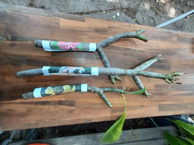 Propagation Techniques