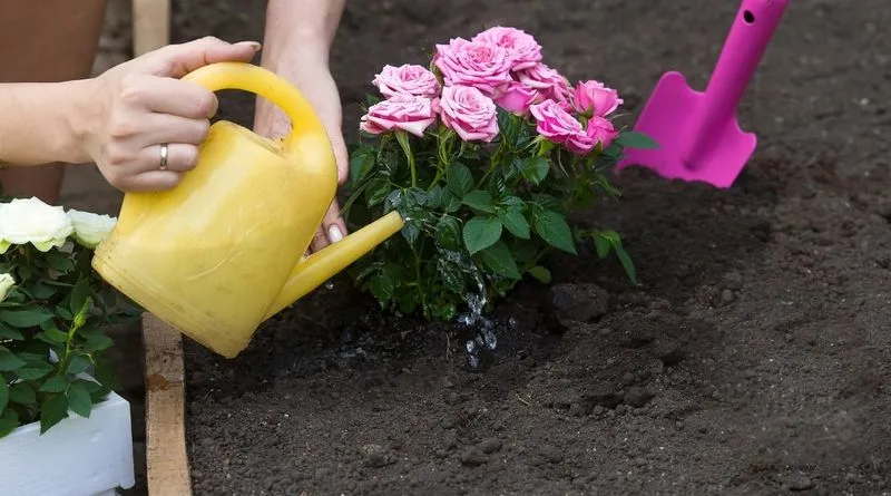 Proper Watering Techniques