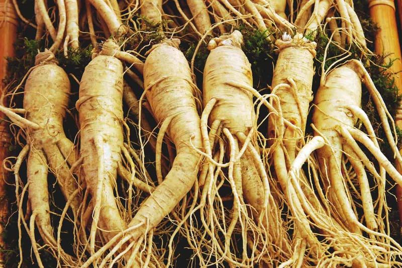 Properly Dry Ginseng Roots