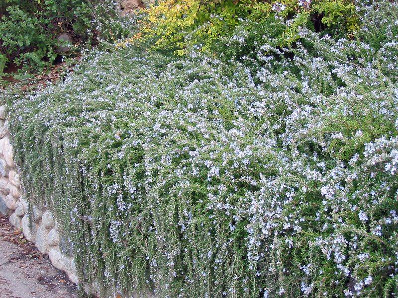 Prostrate Rosemary (Rosmarinus officinalis 'Prostratus')