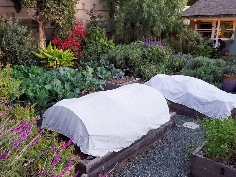Protect Plants from Late Frosts