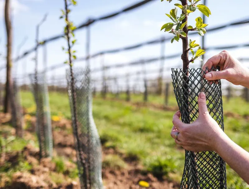 Protecting from Pests Naturally