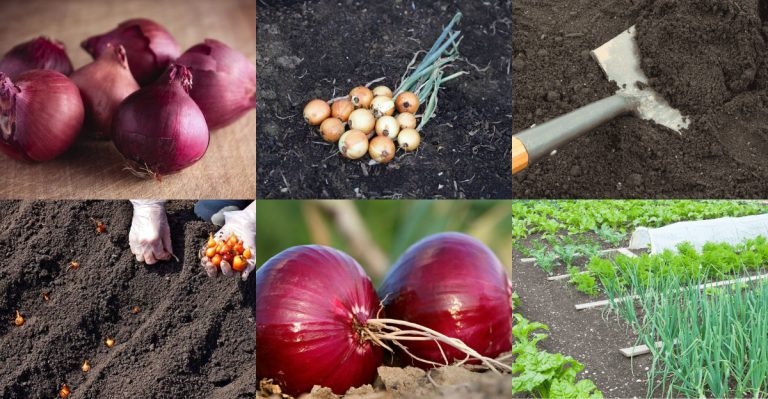Proven Methods to Grow Fresh Red Onions from Store-Bought Ones