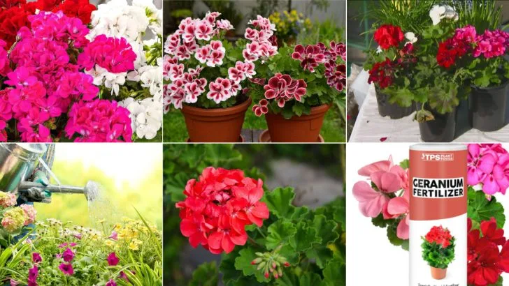 11 Proven Tips for Growing Stunning Hardy Geraniums in Your Spring Garden