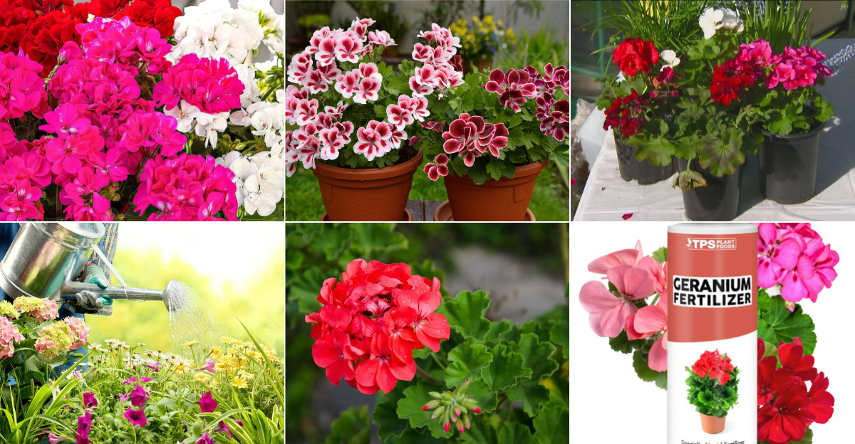 Proven Tips for Growing Stunning Hardy Geraniums in Your Spring Garden