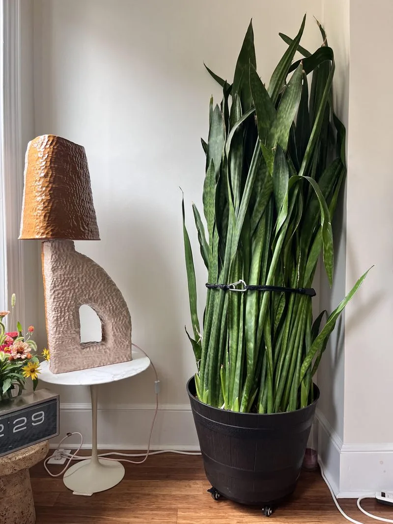 Provide Support for Tall Plants