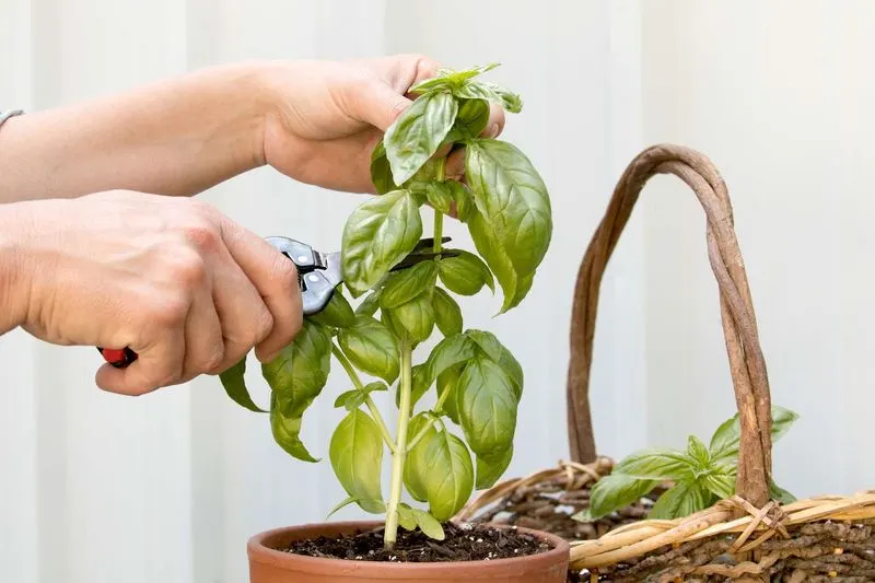 Prune Above a Leaf Node