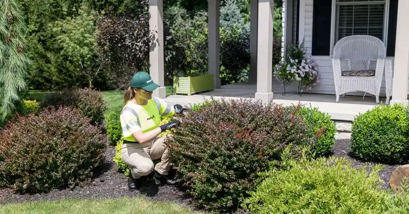Prune Shrubs and Trees