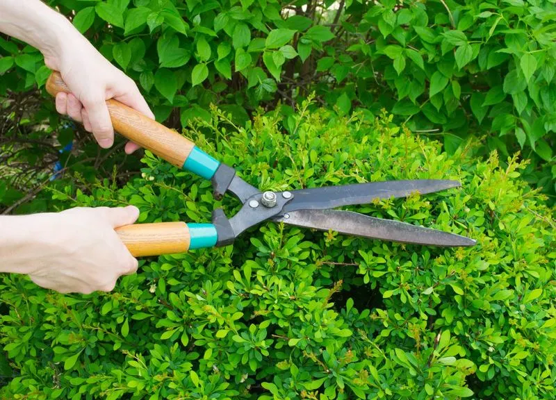 Prune Shrubs and Trees