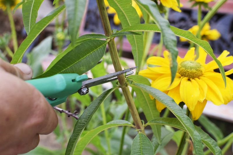 Prune for Bushier Growth