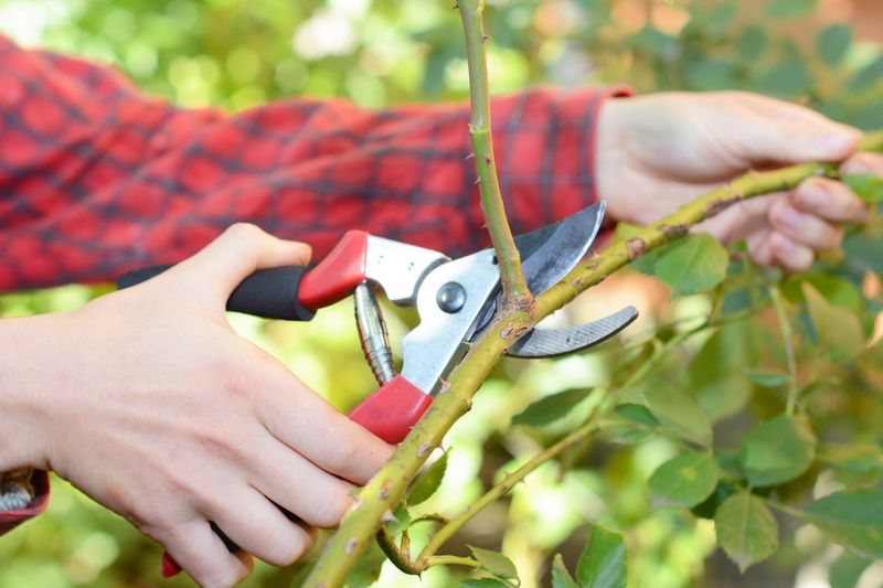 Prune for Bushier Plants