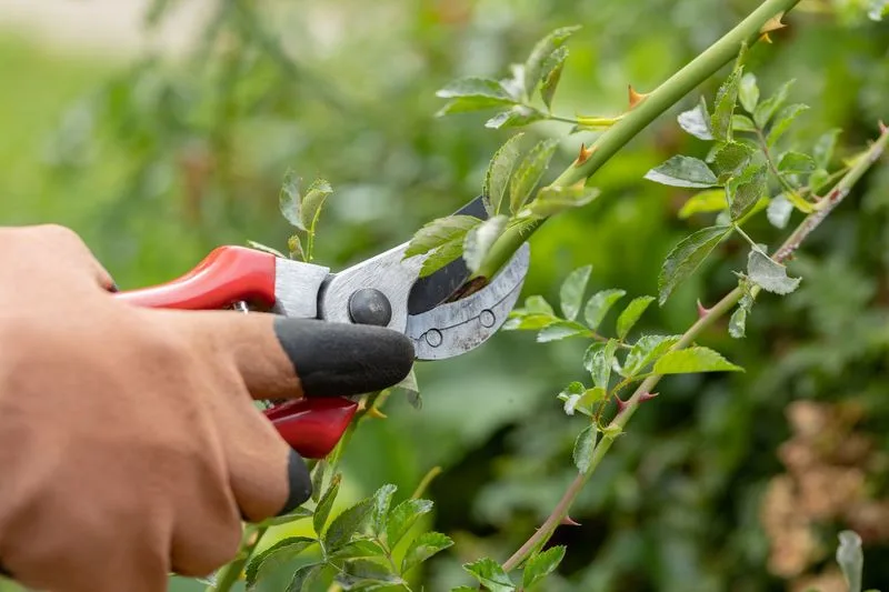 Prune for Productivity