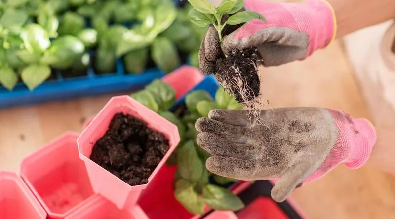 Prune to Enhance Air Circulation