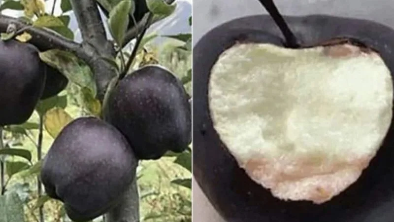 Prune with Purpose