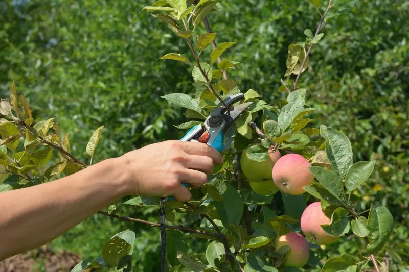 Pruning Practices