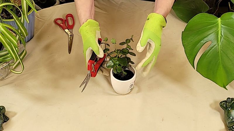 Pruning Properly