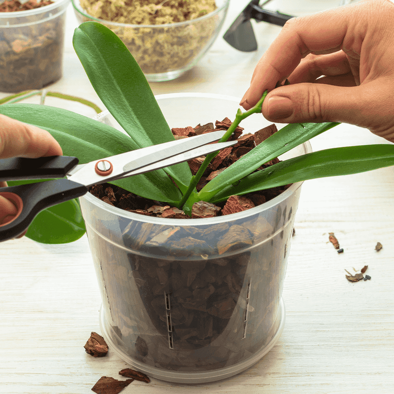 Pruning Techniques