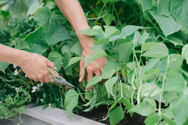Pruning and Deadheading Plants