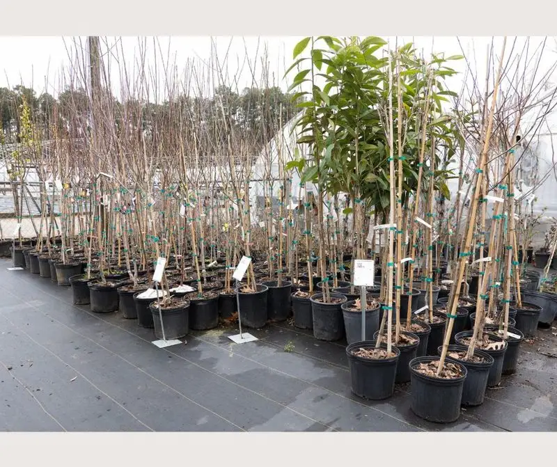 Pruning for Productivity