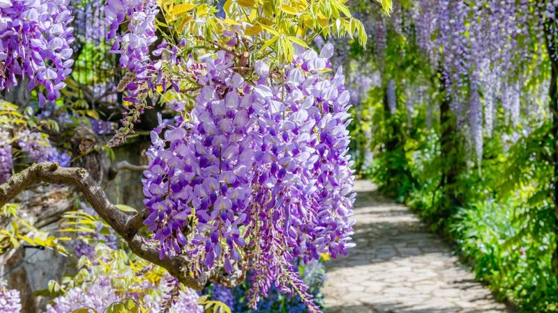 Pruning for Profuse Blooms