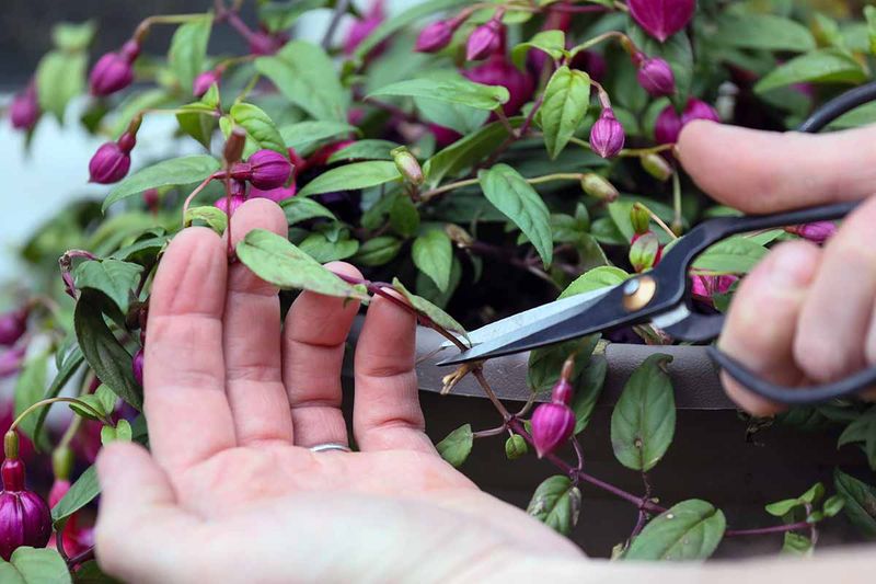 Pruning for Shape and Health