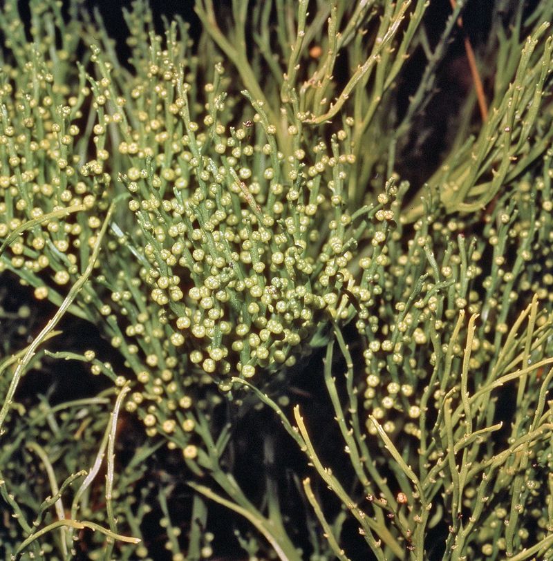 Psilotum (Whisk Fern)