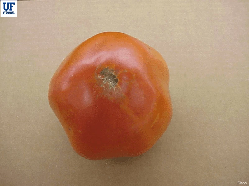 Puffy Fruit