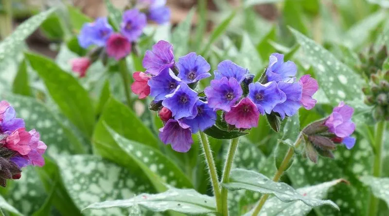Pulmonaria