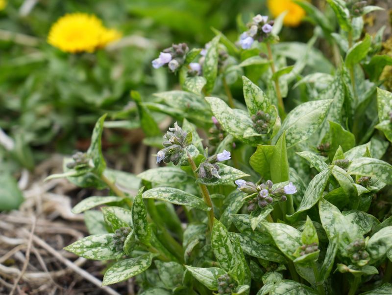 Pulmonaria