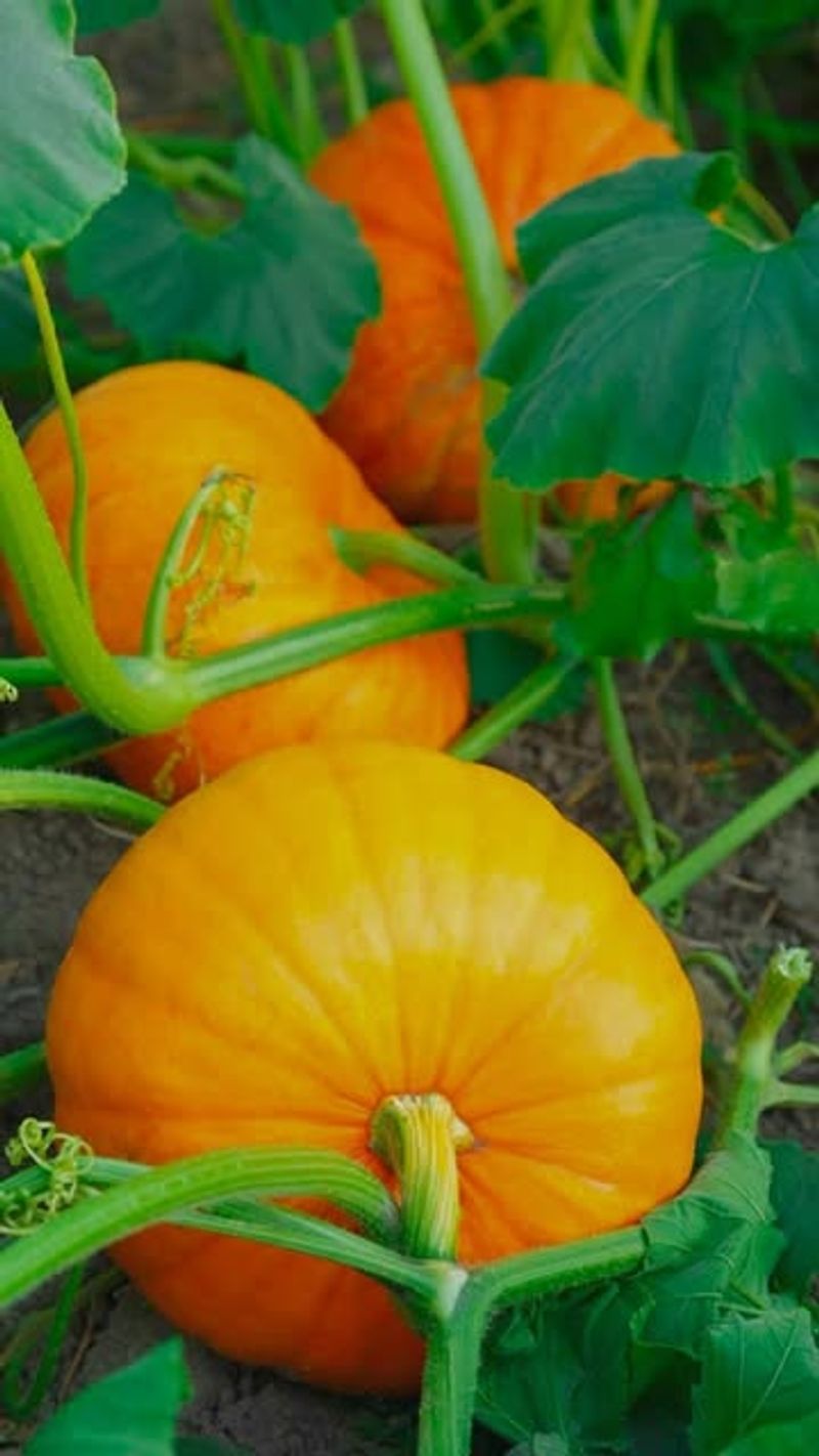 Pumpkins