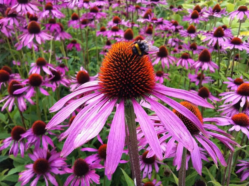 Purple Coneflower
