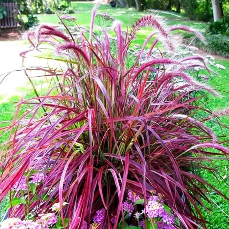 Purple Fountain Grass