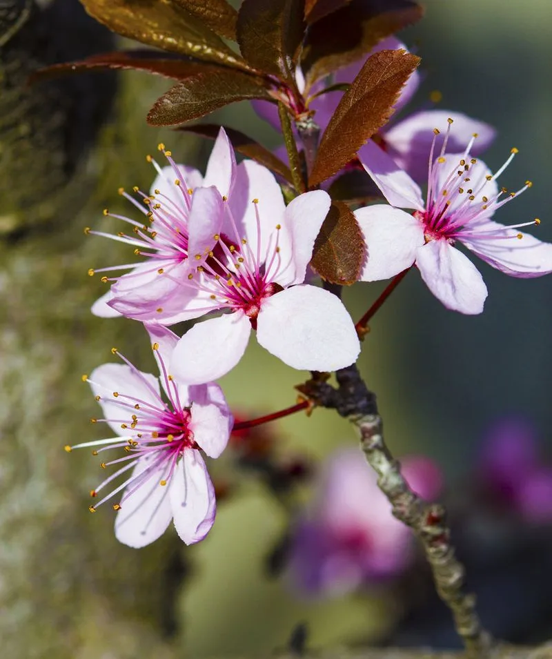 Purple Leaf Plum