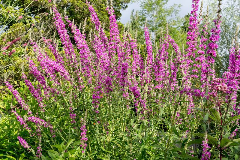 Purple Loosestrife