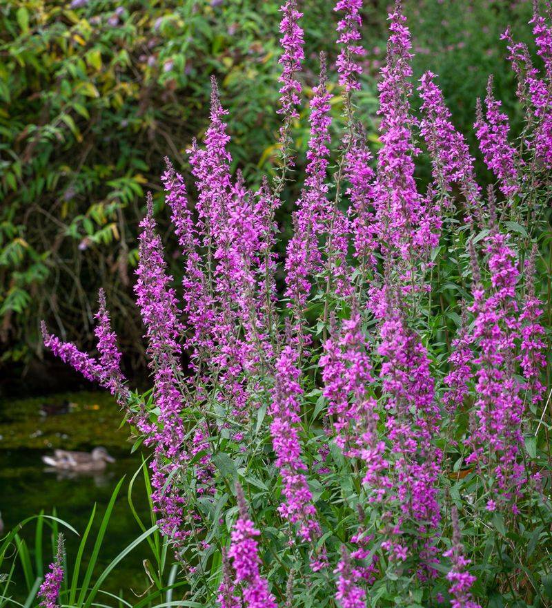 Purple Loosestrife