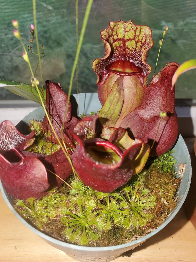 Purple Pitcher Plant