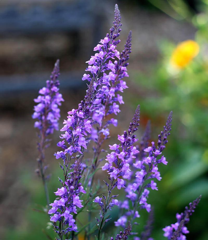 Purple Toadflax