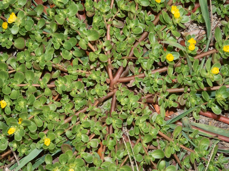 Purslane