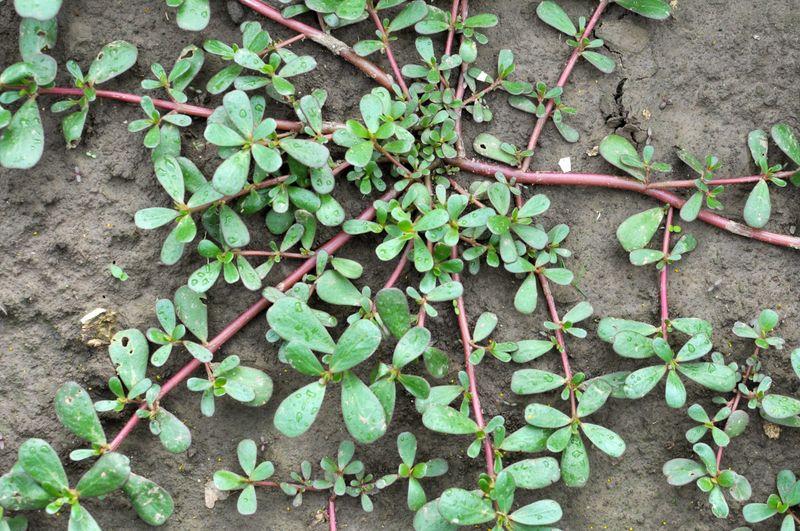 Purslane