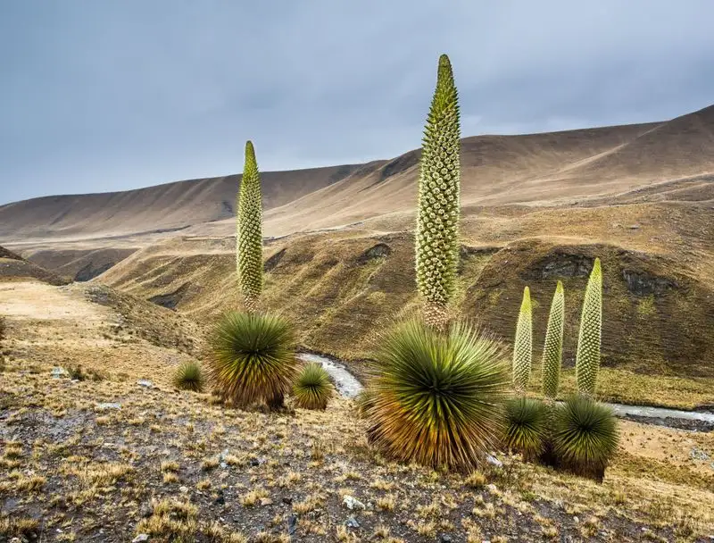 Puya Raimondii