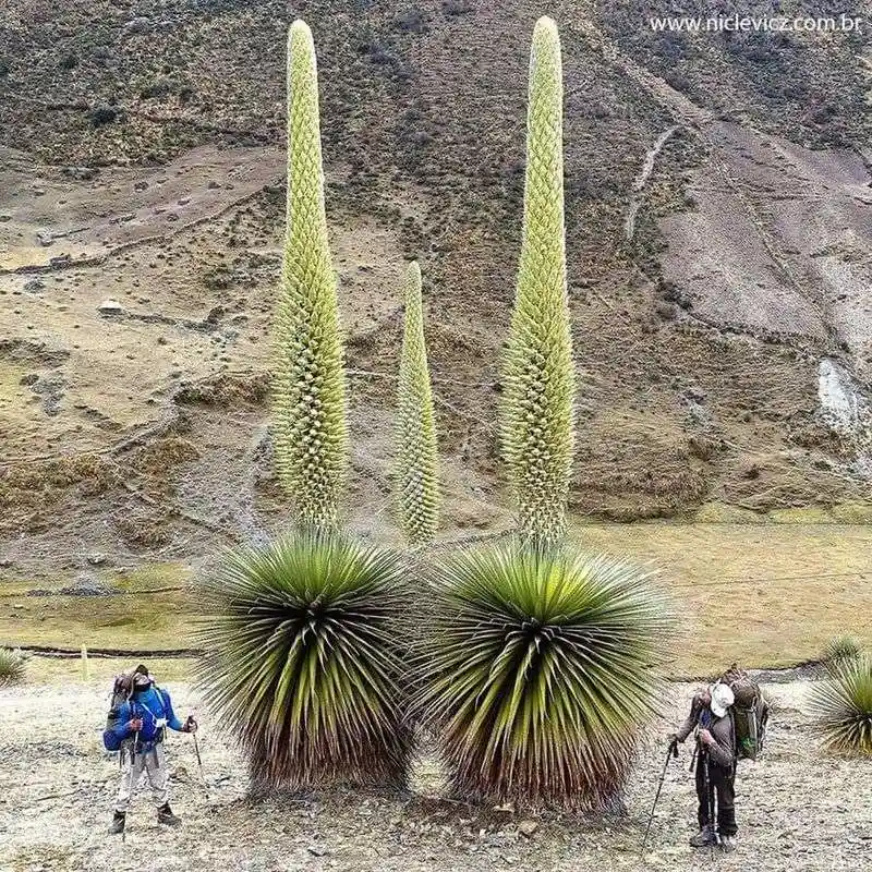Puya raimondii